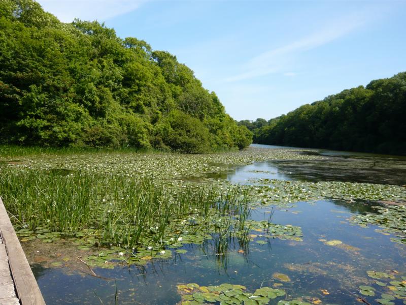 K800_P1000363.JPG - Wanderung Stackpole Estate, Pembrokeshire - Bosherston Lily Pools